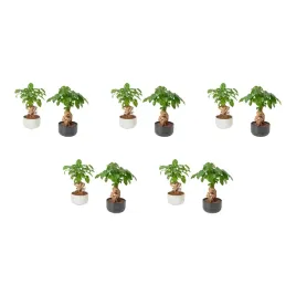 5-szt-radermachera-roslina-doniczkowa-lalka-chinska-14-cm