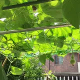 pergola-bambus-drabinka-500-cm-waga-z-opakowaniem-0-04-kg