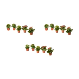 3-szt-kalanchoe-flaming-katy-roslina-doniczkowa-rozne-kolory