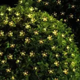 girlanda-mobes-640-cm-solarne-liczba-punktow-swiatla-21-30