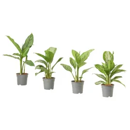 aglaonema-roslina-doniczkowa-65-cm-zielona-oaza-natury