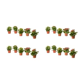 4-szt-kalanchoe-flaming-katy-roslina-doniczkowa-rozne-kolory