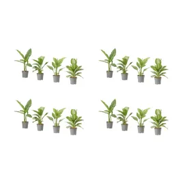 4-szt-aglaonema-roslina-doniczkowa-65-cm-zielona-oaza-natury