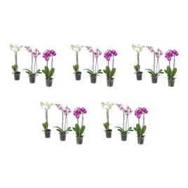 5-szt-orchidea-phalaenopsis-2-lodygi-60-cm-roslina-doniczkowa