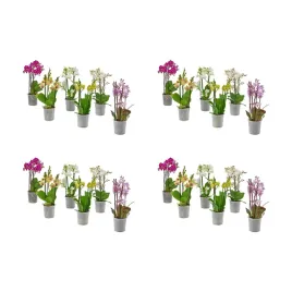 4-szt-orchidea-wielokwiatowa-12-cm-doniczka-phalaenopsis