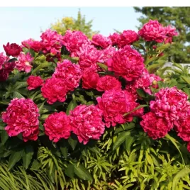 piwonia-chinska-paeonia-lactiflora-big-ben