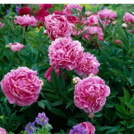 piwonia-paeonia-dr-alex-flamming