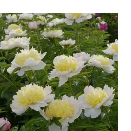 piwonia-chinska-paeonia-lactiflora-honey-gold