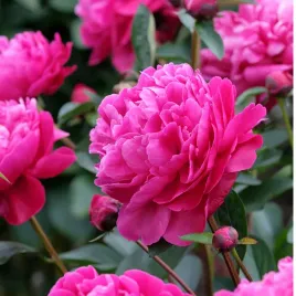 paeonia-lactiflora-red-sarah-bernhardt
