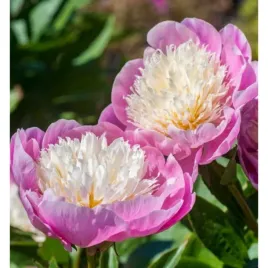 piwonia-chinska-paeonia-lactiflora-bowl-of-beauty