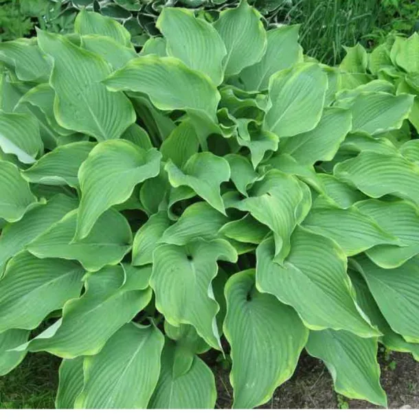 funkia-hosta-abba-dabba-do