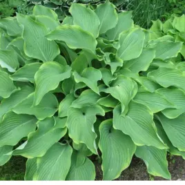 funkia-hosta-abba-dabba-do