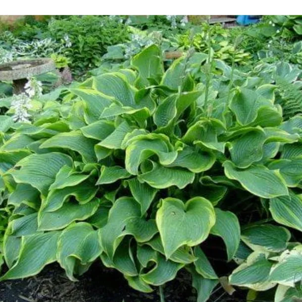 funkia-hosta-abba-dabba-do