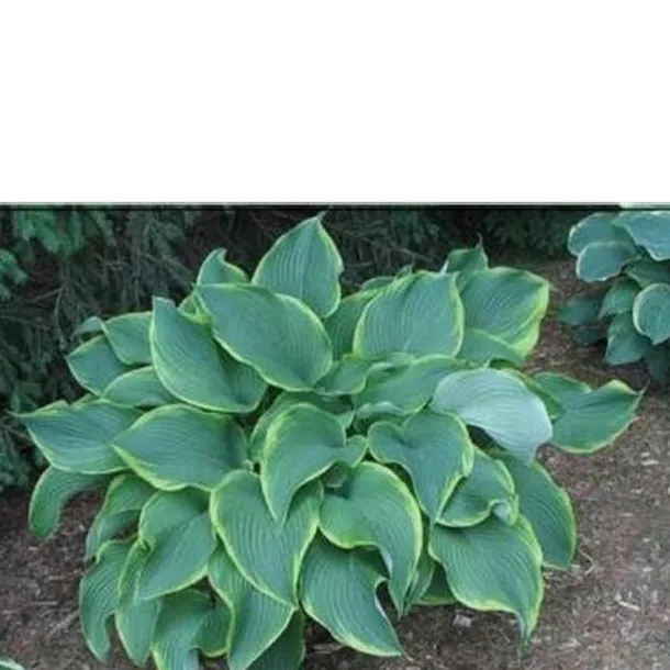 funkia-hosta-abba-dabba-do