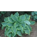 funkia-hosta-abba-dabba-do
