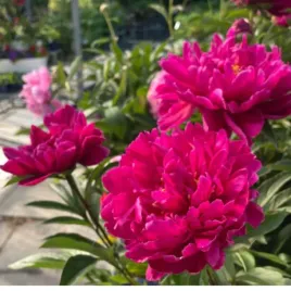 piwonia-chinska-paeonia-lactiflora-adolphe-rousseau