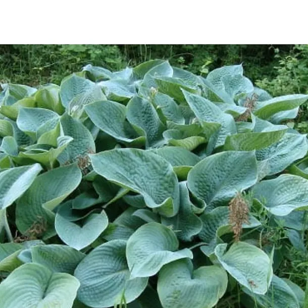 hosta-big-daddy