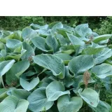 hosta-big-daddy