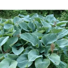 hosta-big-daddy