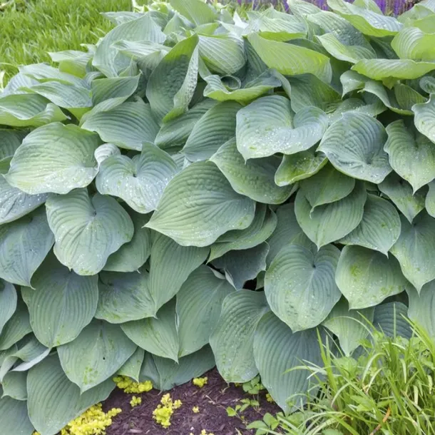 hosta-big-daddy