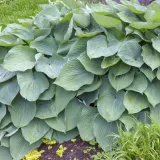 hosta-big-daddy