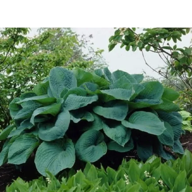 hosta-big-daddy