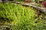 miskant-chinski-apache-miscanthus-paskowany-roslina-w-postaci-sadzonka-z-golym-korzeniem