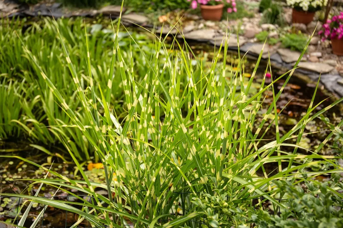 miskant-chinski-apache-miscanthus-paskowany-roslina-w-postaci-sadzonka-z-golym-korzeniem