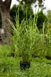 miskant-chinski-apache-miscanthus-paskowany-cechy-charakterystyczne-lubiace-slonce-proste-w-pielegnacji