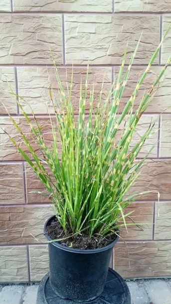miskant-chinski-apache-miscanthus-paskowany-producent-perfekt-klik-sylwia-grzelak-wodne-rosliny