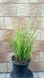 miskant-chinski-apache-miscanthus-paskowany-producent-perfekt-klik-sylwia-grzelak-wodne-rosliny