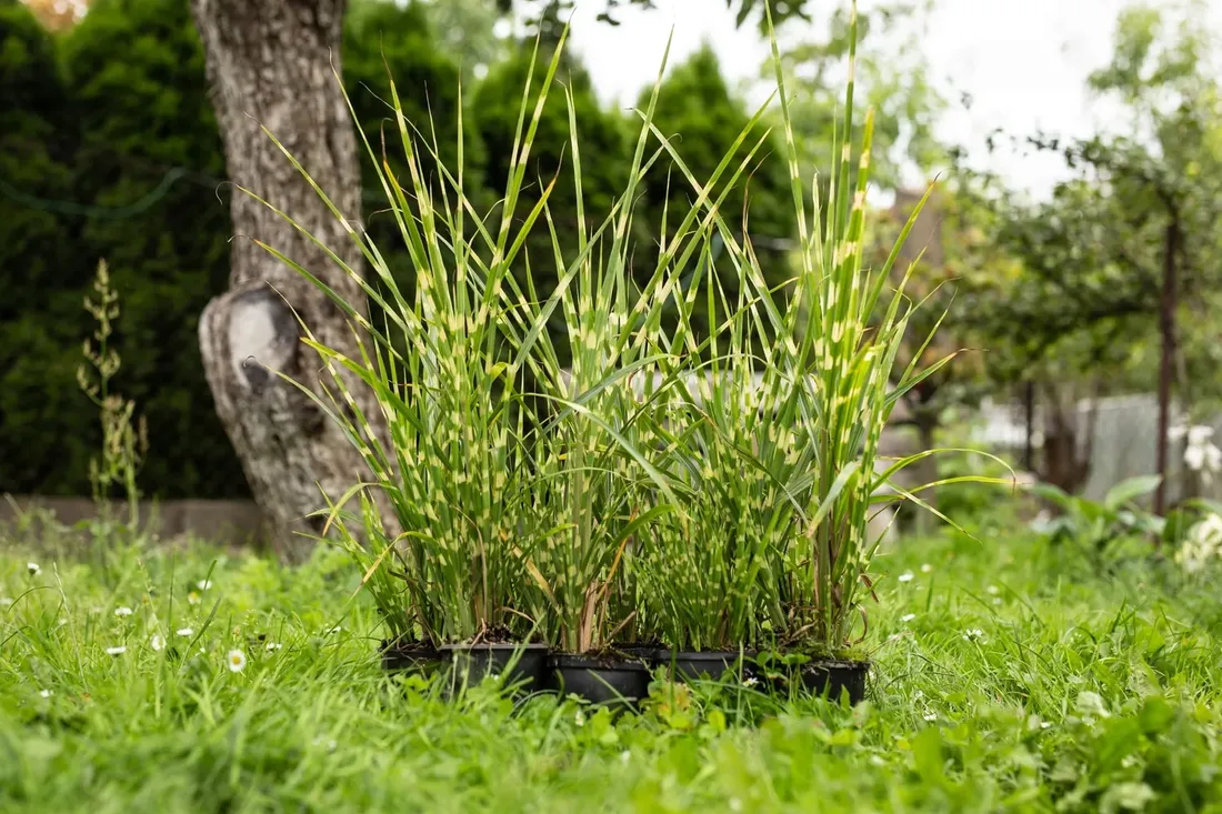 miskant-chinski-apache-miscanthus-paskowany