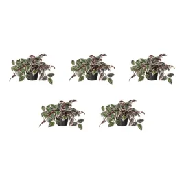 5-szt-sztuczna-roslina-doniczkowa-tradescencja-liliowy-12-cm-fejka