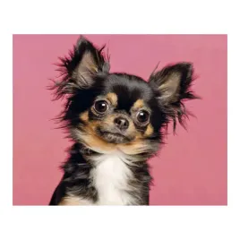 mozaika-diamentowa-haft-30x40-cm-pies-chihuahua-v2-flamingo-line