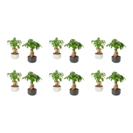 6-szt-radermachera-roslina-doniczkowa-lalka-chinska-14-cm