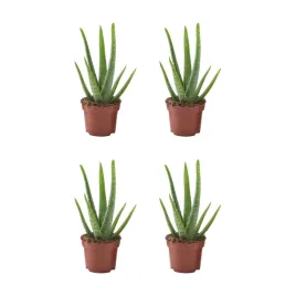 4-szt-aloes-vera-roslina-doniczkowa-35-cm-latwa-pielegnacja-aloehome