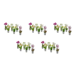 5-szt-orchidea-wielokwiatowa-12-cm-doniczka-phalaenopsis