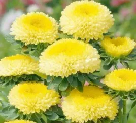 827-pompon-yellow-china-aster