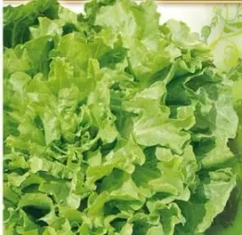 842-salata-endywia-bionda-a-cuore-pieno