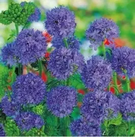 846-gilia-glowkowa