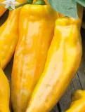 861-papryka-corno-di-toro-giallo