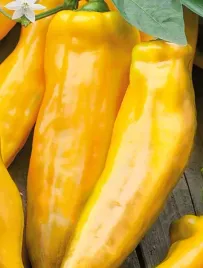 861-papryka-corno-di-toro-giallo