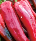 862-papryka-corno-di-toro-rosso