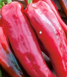 862-papryka-corno-di-toro-rosso