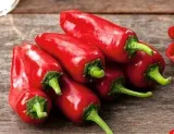 869-papryka-jalapeno