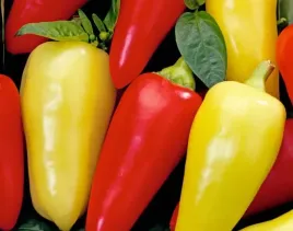 872-papryka-monanta-mix