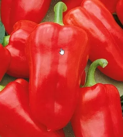 877-papryka-rubinova