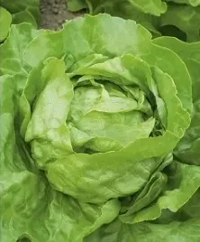 889-salata-ewelina