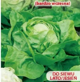 890-salata-maslowa-humil