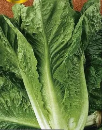 891-salata-lentissima-a-montare-3